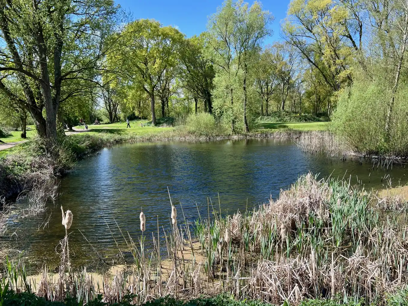 Brampton Park Golf Club 1 Lake and reeds beside the fairway at Brampton Park Golf Club